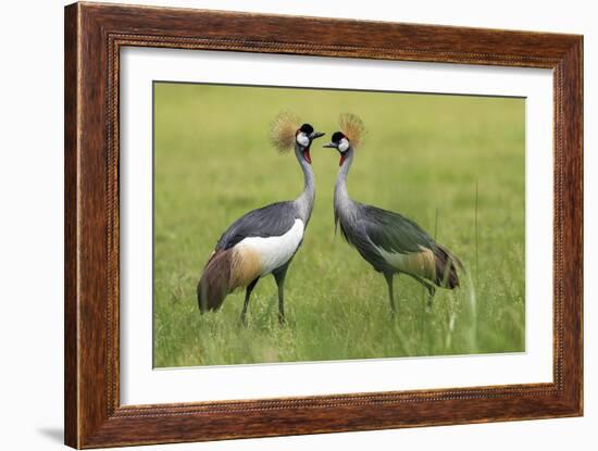 Adorned Duet-Staffan Widstrand-Framed Giclee Print