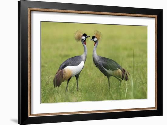 Adorned Duet-Staffan Widstrand-Framed Giclee Print