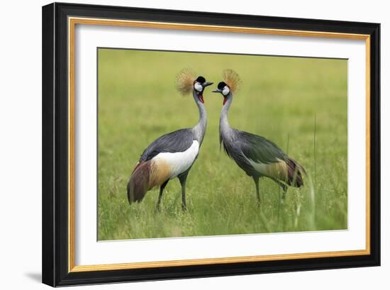 Adorned Duet-Staffan Widstrand-Framed Giclee Print