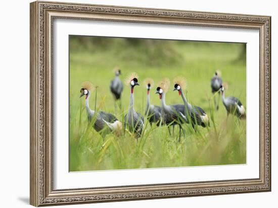 Adorned Flock-Staffan Widstrand-Framed Giclee Print