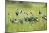 Adorned Flock-Staffan Widstrand-Mounted Giclee Print