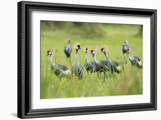 Adorned Flock-Staffan Widstrand-Framed Giclee Print