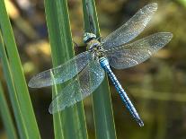 Male Emperor Dragonfly-Adrian Bicker-Photographic Print
