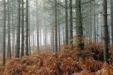 Pine Forest-Adrian Bicker-Photographic Print