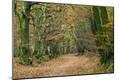 Photographic Print