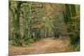Photographic Print