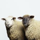 Sheep Standing Side by Side-Adrian Burke-Premier Image Canvas