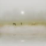 Horses Through the Mists-Adrian Campfield-Photographic Print
