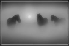 Horses Through the Mists-Adrian Campfield-Photographic Print