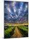Photographic Print