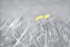 Yellow Buttercups-Adrian Campfield-Photographic Print