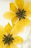 Meadow flowers on a windy day, UK-Adrian Davies-Photographic Print