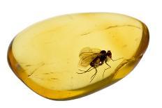 Fossilised Fly In Baltic Amber. Whole Specimen Approx 15Mm Long. Fly Approx 5Mm-Adrian Davies-Photographic Print