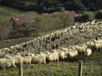 Sheep Penned for Shearing, Tautane Station, North Island, New Zealand-Adrian Neville-Framed Photographic Print