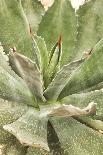 Aloe Brevifolia-Adrian Thomas-Photographic Print