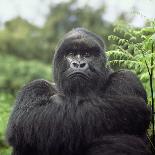 Ape: Mountain Gorilla Silverback Male-Adrian Warren-Photographic Print