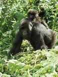 Mountain Gorilla with Baby on Back-Adrian Warren-Photographic Print