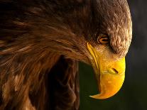 Eagle Pursues Prey-Adriana K.H.-Premier Image Canvas