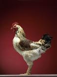 Chicken-Adrianna Williams-Framed Photographic Print