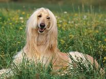 Afghan Hound Lying in Grass-Adriano Bacchella-Photographic Print