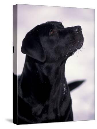 English Picture Print Labrador Retriever Dog Dogs Kitten Cat Cats Poster Art