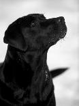Labrador Retriever Portrait in Snow-Adriano Bacchella-Photographic Print