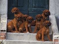 Domestic Dogs, Seven Rhodesian Ridgeback Puppies Sitting on Steps-Adriano Bacchella-Photographic Print