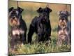 Photographic Print