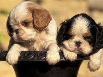 Domestic Dogs, Two King Charles Cavalier Spaniel Puppies in Pot-Adriano Bacchella-Photographic Print