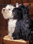Domestic Dogs, West Highland Terrier / Westie Sitting on a Chair with a Black Scottish Terrier-Adriano Bacchella-Photographic Print