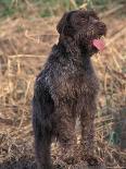 Belgian Malinois / Shepherd Dog Profile Portrait-Adriano Bacchella-Photographic Print