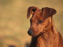 Domestic Dogs, Belgian Malinois / Shepherd Dog Face Portrait-Adriano Bacchella-Mounted Photographic Print