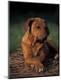 Premium Photographic Print