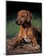 Premium Photographic Print