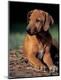 Premium Photographic Print