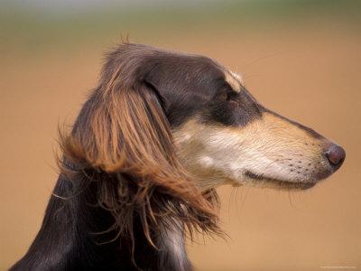Saluki Profile' Photographic Print Adriano Bacchella
