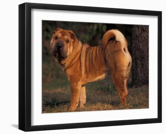 Photographic Print, , large