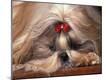 Premium Photographic Print