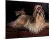 Premium Photographic Print