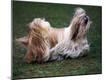 Premium Photographic Print