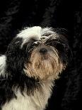 Korthal's Griffon / Wirehaired Pointing Griffon Portrait-Adriano Bacchella-Photographic Print