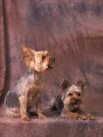 Yorkshire Terrier Puppy Portrait-Adriano Bacchella-Photographic Print
