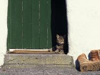 Tabby Cat Resting in Open Doorway, Italy-Adriano Bacchella-Photographic Print