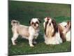 Premium Photographic Print