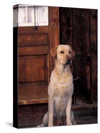 Chocolate Labrador coffee 8x10 art PRINT dog animals impressionism