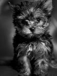 Yorkshire Terrier Puppy Portrait-Adriano Bacchella-Photographic Print