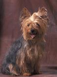 Korthal's Griffon / Wirehaired Pointing Griffon Portrait-Adriano Bacchella-Photographic Print