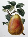 Study of a Pear-Adrienne Faguet-Mounted Giclee Print