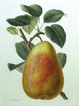 Study of a Pear-Adrienne Faguet-Mounted Giclee Print