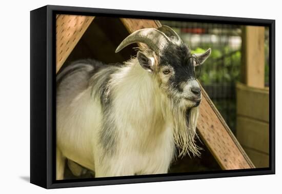 Adult African Pygmy Goat. This simple v-shaped shelter in their pen provides protection-Janet Horton-Framed Premier Image Canvas